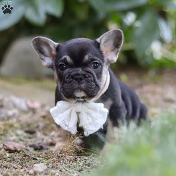 Peirre, French Bulldog Puppy